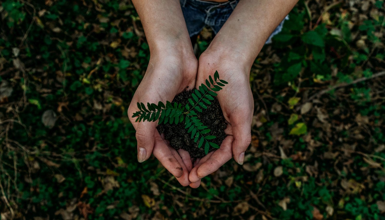 Hands holding a young plant in soil